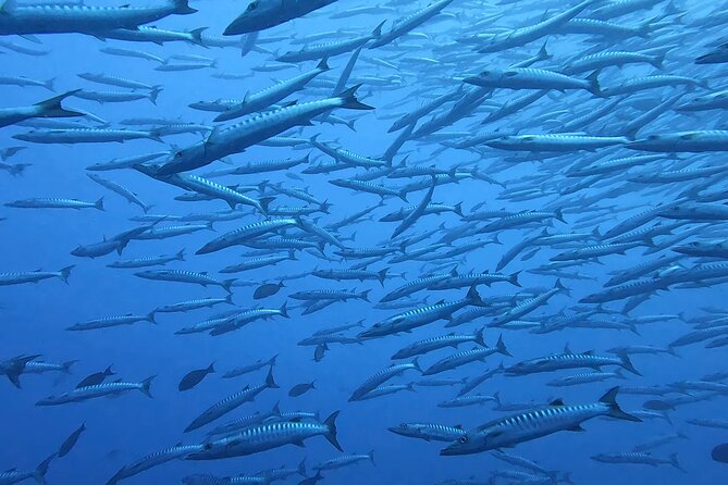 Discover the Beauty of Polynesian Waters by Boat and Snorkeling - Weather can change the whole plan