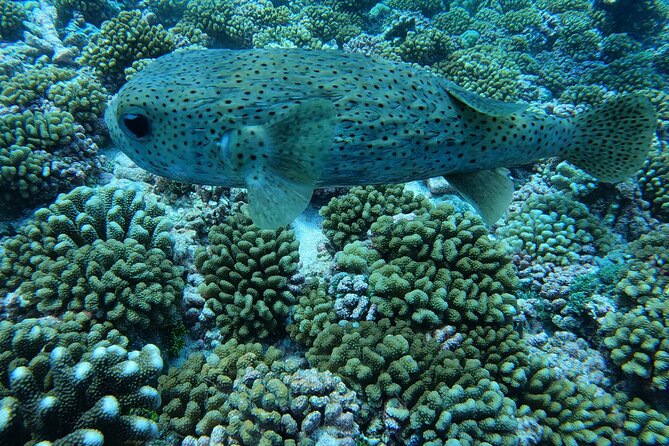 Discover the Beauty of Polynesian Waters by Boat and Snorkeling - Practical details that make the day easier