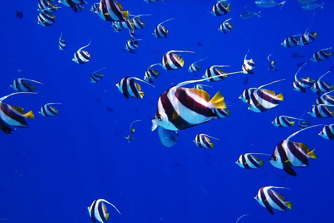 Discover the Beauty of Polynesian Waters by Boat and Snorkeling - Sapinus and the freshwater spring beneath the sea