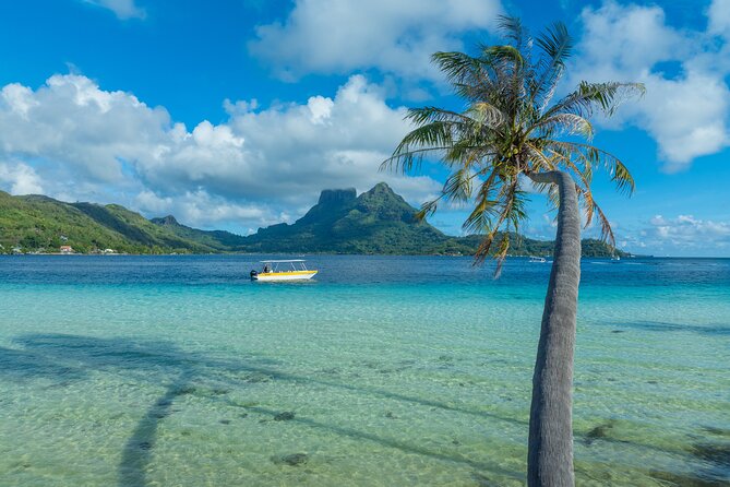 Discover the black pearl in Bora Bora - Browsing oyster lines beside the coral garden