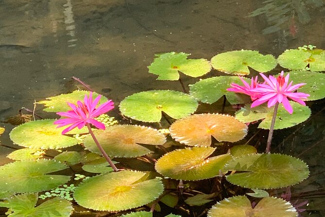 Discovery of Tahiti Nui Island - Vaipahi Water Gardens slow the pace