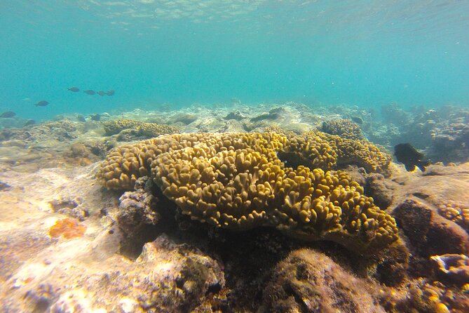 Dive Into Paradise: Snorkel Adventure at Paradise Cove - Coral planting and a lighter footprint