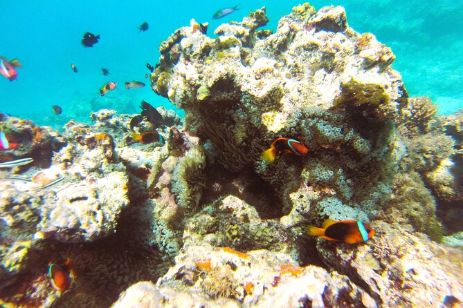 Dive Into Paradise: Snorkel Adventure at Paradise Cove - The group size makes a difference