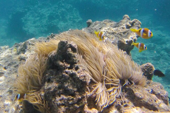 Dive Into Paradise: Snorkel Adventure at Paradise Cove - Is $68.14 a fair price?
