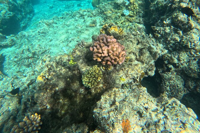Dive Into Paradise: Snorkel Adventure at Paradise Cove - Who should book this outing