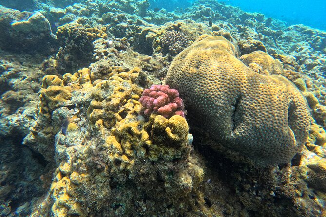 Dive Into Paradise: Snorkel Adventure at Paradise Cove - Booking, weather, and cancellation details