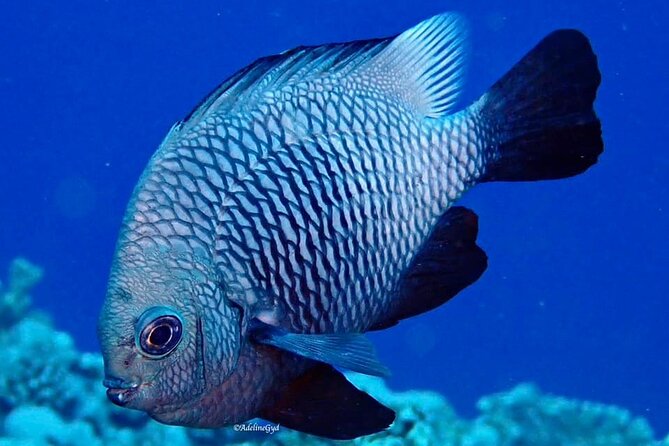 Double Diving Adventure Exploration for Certified Divers - What the $240.50 price means