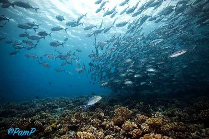 Double Diving Adventure Exploration for Certified Divers - Who will enjoy this most
