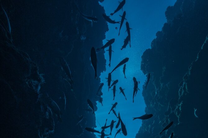 Double Diving Adventure Exploration for Certified Divers - Booking timing and cancellation rules