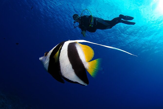 Double Diving Adventure Exploration for Certified Divers - The second session: more time for reef life