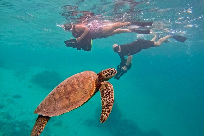 Eco Friendly Sea Scooter Turtle Tour in Rarotonga - Key details before you book