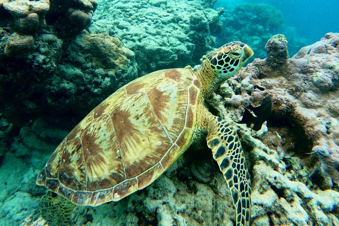 Eco Friendly Sea Scooter Turtle Tour in Rarotonga - What the small group changes