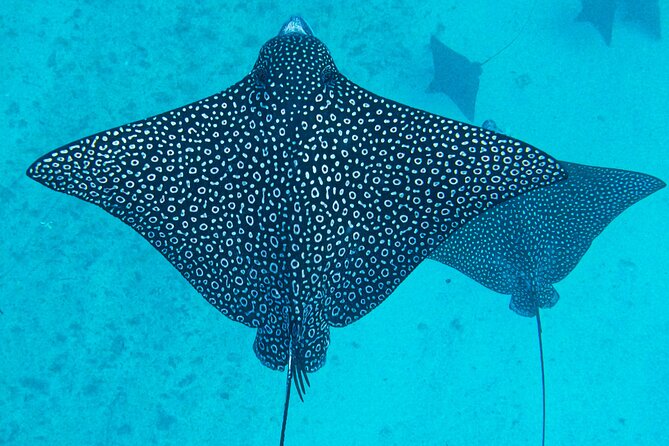 Eco Friendly Sea Scooter Turtle Tour in Rarotonga - Photos, fruit, and the small comforts