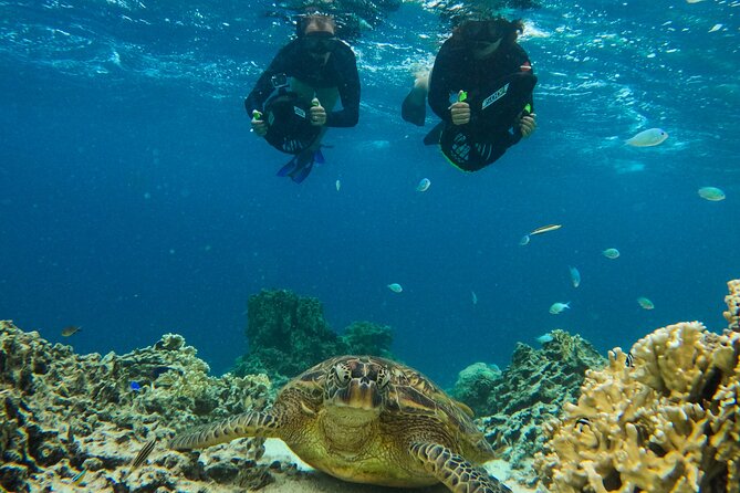 Eco Friendly Sea Scooter Turtle Tour in Rarotonga - Is $111.70 good value?