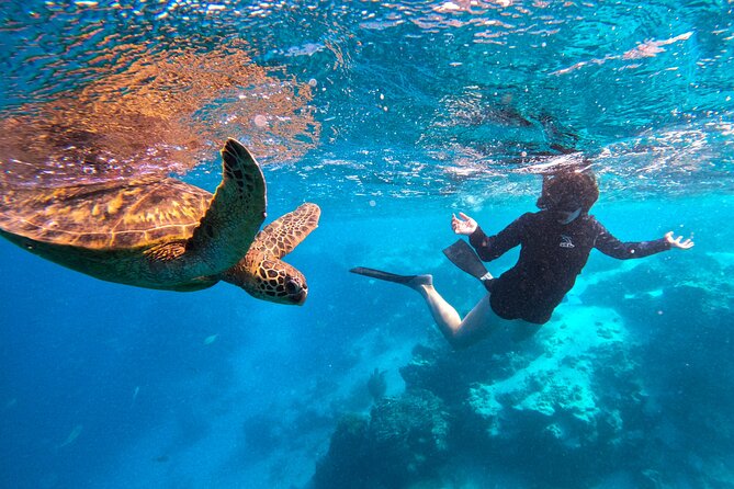 Eco Friendly Sea Scooter Turtle Tour in Rarotonga - Who will enjoy this tour most?