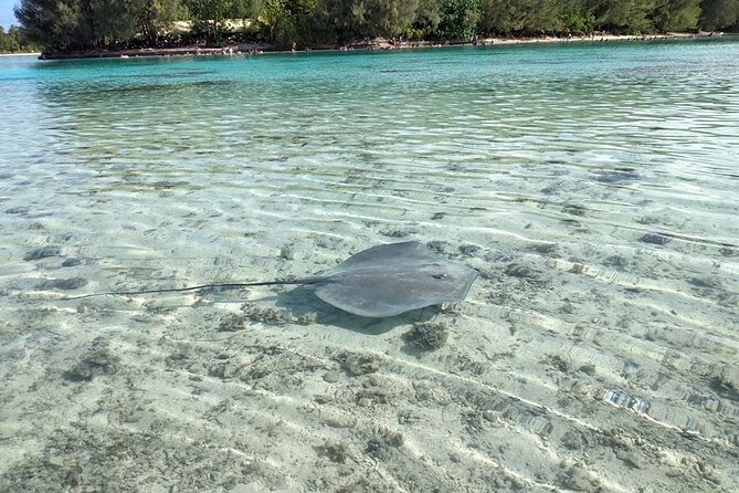 Eco guided excursion to the lagoon of Moorea in a transparent kayak Afternoon 2h - Who Should Book This Moorea Lagoon Trip?