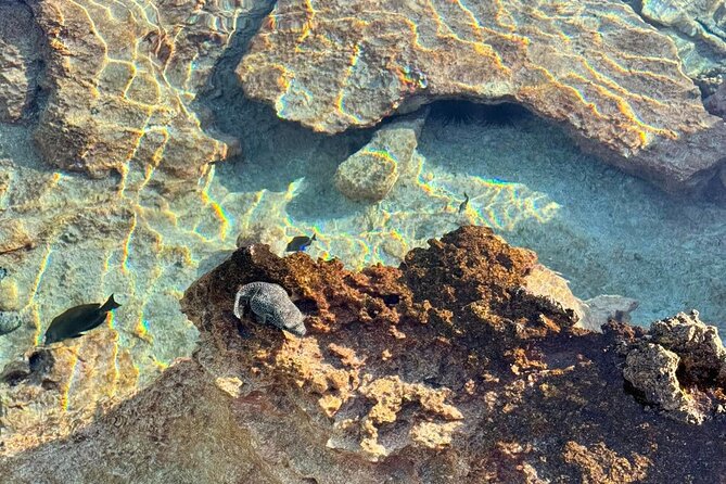 Excursion The Blue Lagoon and Reef Island - The coral garden, Rangiroa’s underwater pause