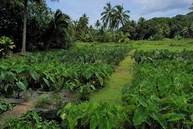 'Explore' Rarotonga Guided Bike Tour with Lunch and Swim - Lunch under the coconut trees