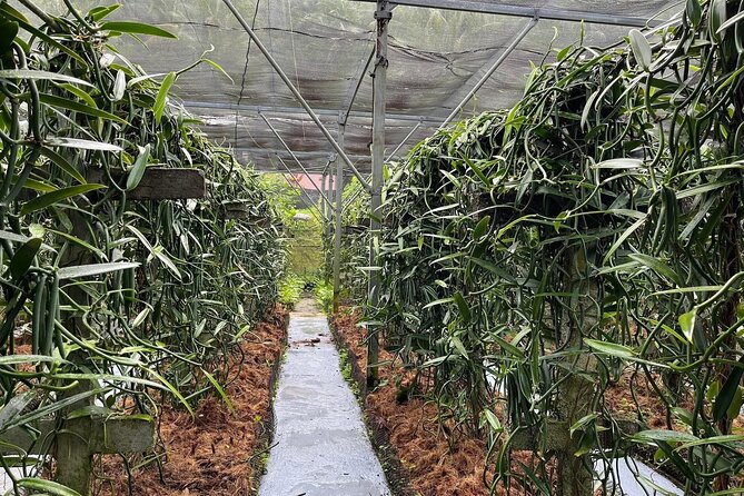 Explore the Vanilla Island Full-Day Tour to Taha’a from Bora Bora - Mana’o Distillery and the taste of sugarcane
