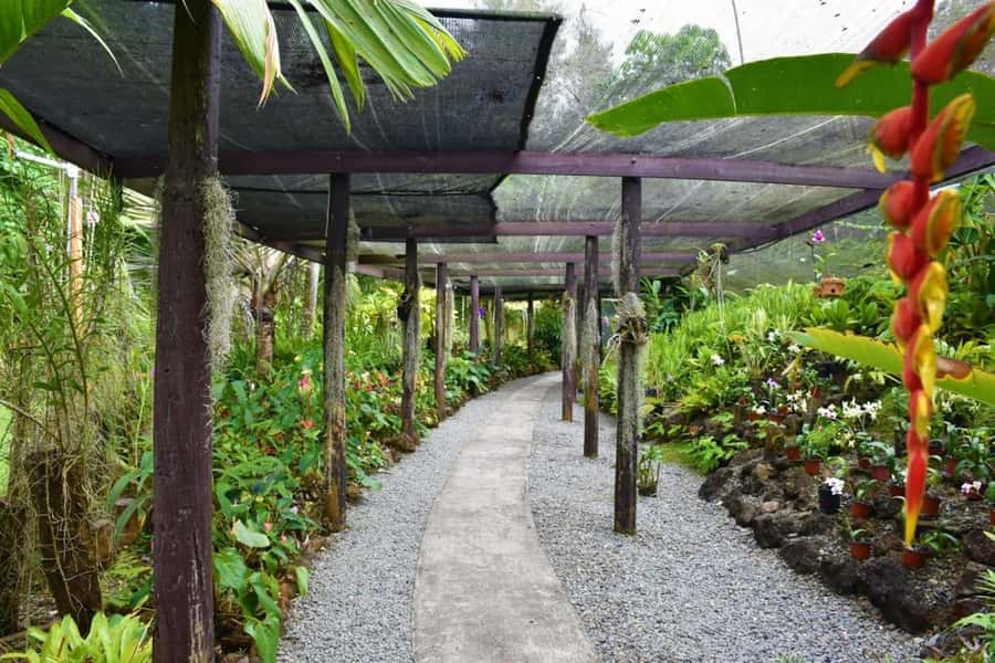 Fiji: Discover Nadi with Sabeto Hotspring and Mudpool Tour - Orchids at the Garden of the Sleeping Giant