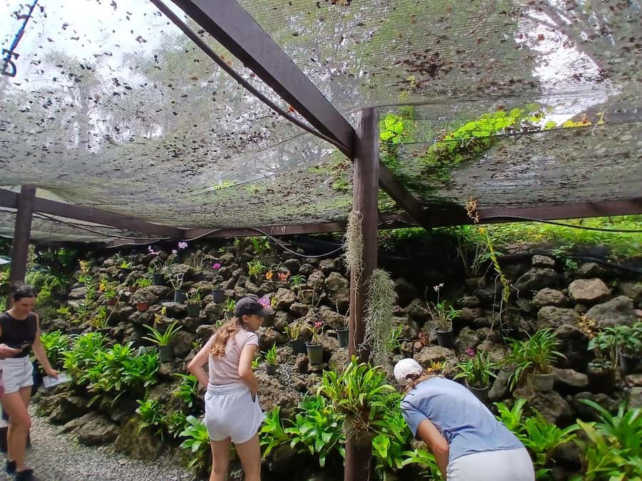 FIJI: Garden of the Sleeping Giant Tour - What the Garden of the Sleeping Giant is really like