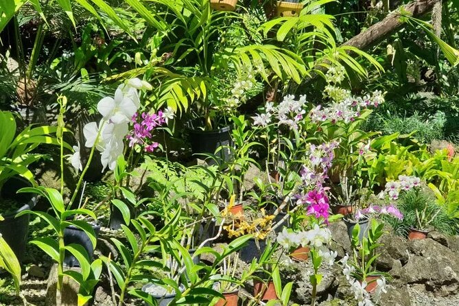 Fiji Lautoka Shore Excursions Tour - Two hours beside the sea at Boat Shed Restaurant