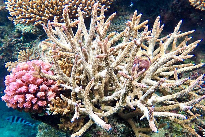 Fiji’s Best Dolphins tour and Snorkeling Adventure - From Nadi to Rakiraki: a long but useful start