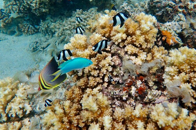 Fiji’s Best Dolphins tour and Snorkeling Adventure - The tidal sandbar and Golden Point stop