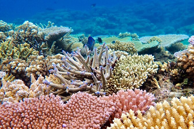 Fiji’s Best Dolphins tour and Snorkeling Adventure - What the $182.97 price buys you