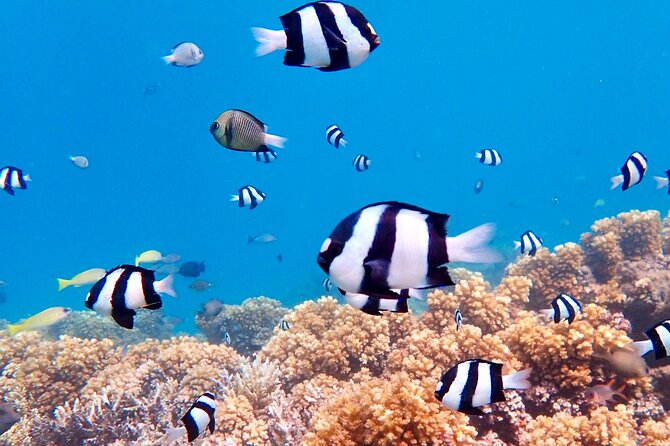 Fiji’s Best Dolphins tour and Snorkeling Adventure - Who will enjoy this full-day outing