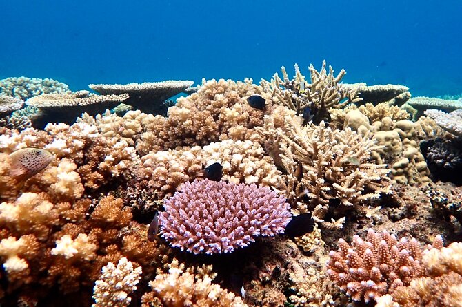 Fiji’s Best Dolphins tour and Snorkeling Adventure - Setting out after the dolphins