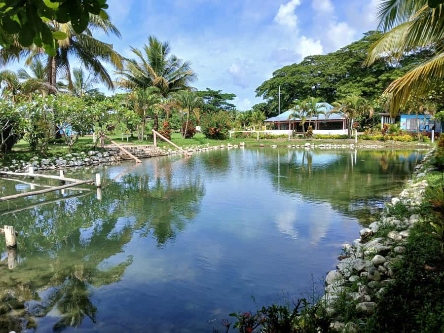 Fiji: Tifajek Mud Pool & Hotspring Tours & Tickets - A guide, a massage, and the pace of the visit