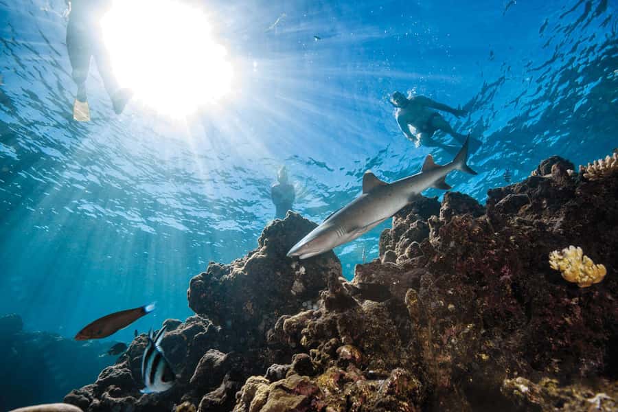Fiji: Ultimate Encounters Snorkel with Sharks and Lunch - The 20-minute boat ride to the shark reef