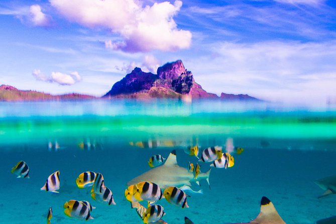 Full-Day Bora Bora Lagoon Cruise Including Snorkeling with Sharks and Stingrays - Key points before you book
