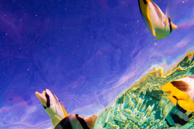 Full-Day Bora Bora Lagoon Cruise Including Snorkeling with Sharks and Stingrays - Coconut husking, music and the outer reef