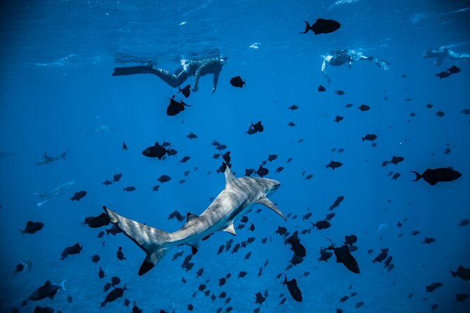 Full-Day Bora Bora Lagoon Cruise Including Snorkeling with Sharks and Stingrays - Who will enjoy this Bora Bora tour most