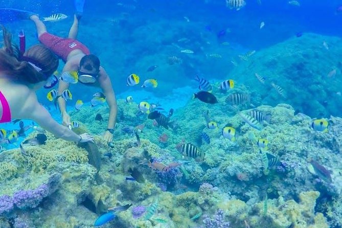 Full-Day Bora Bora Lagoon Cruise Including Snorkeling with Sharks and Stingrays - Stingrays in the shallow lagoon