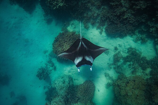 Full Day Eco Snorkeling & Traditional BBQ Lunch on a Motu - Cruising Bora Bora’s clear, shallow lagoon