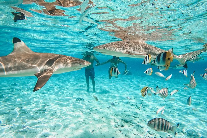 Full Day Lagoon Group Tour in Bora Bora with Lunch - Why this six-hour lagoon trip works so well