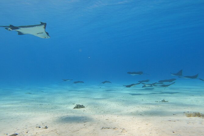 Full-day Lagoon Safari Tour with Lunch in Bora Bora - Shared tour - Four underwater stops around Bora Bora