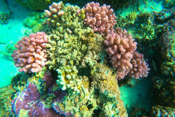 Full-day Lagoon Safari Tour with Lunch in Bora Bora - Shared tour - What the $205.58 price buys you
