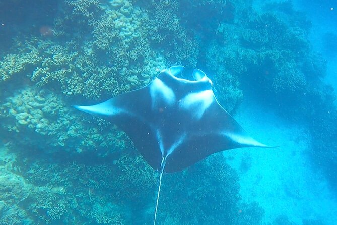 Full-day Lagoon Safari Tour with Lunch in Bora Bora - Shared tour - Who will enjoy this Bora Bora safari most