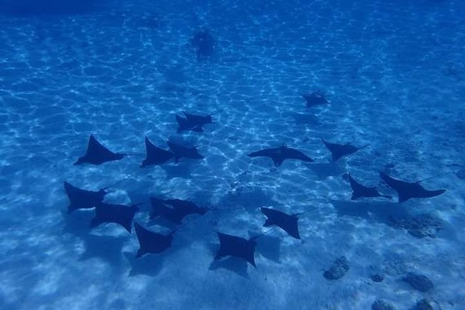 Full-Day Private Boat Tour of Bora Bora Lagoon with Snorkel - Starting at 8:30 am with hotel pickup