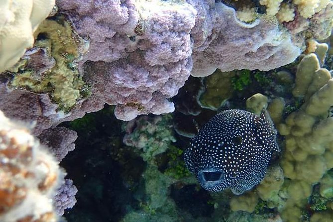 Full-Day Private Boat Tour of Bora Bora Lagoon with Snorkel - Rays, sharks, manta rays, and dolphins