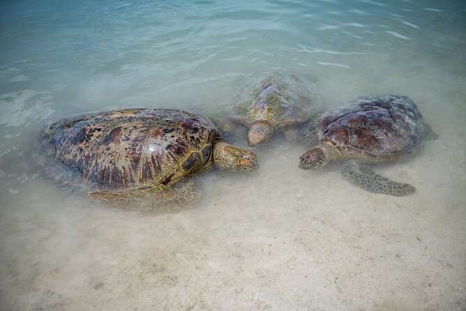 Full Day Tour Cascades Adventure, Turtles and Blue Lagoon - A Guide Can Shape the Whole Day