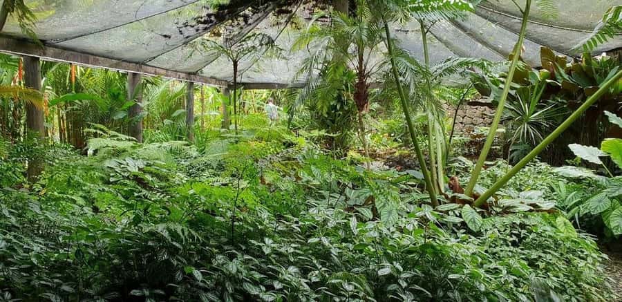 Garden of Sleeping Giant with Sabeto Hotspring Mudpool Tour - Should You Book the Garden and Mud Pool Tour?