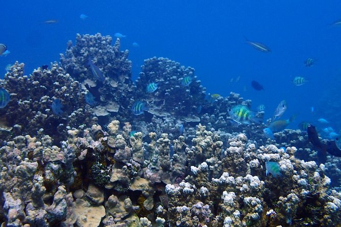 Guam's Best Beach Diving! Beginner and Advanced Dives - Why this Guam reef outing deserves a place on your itinerary