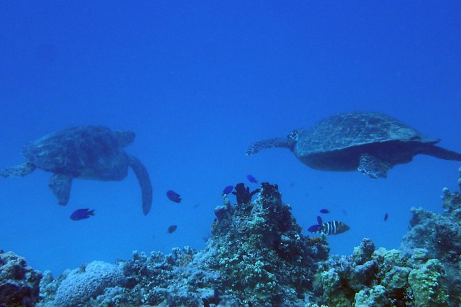 Guam's Best Beach Diving! Beginner and Advanced Dives - Starting at Guam Ocean Adventures in Piti