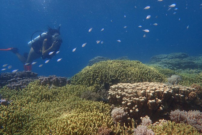Guam's Best Beach Diving! Beginner and Advanced Dives - Choosing one or two underwater sessions