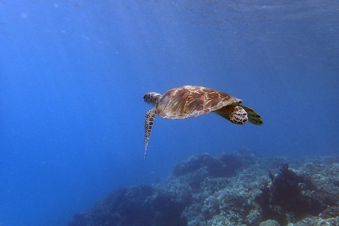 Guam's Best Beach Diving! Beginner and Advanced Dives - What certified guests can find at 75 to 80 feet